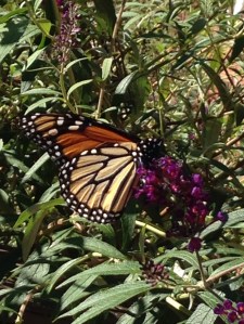 Monarch on our Butterfly Bush  10.5.14